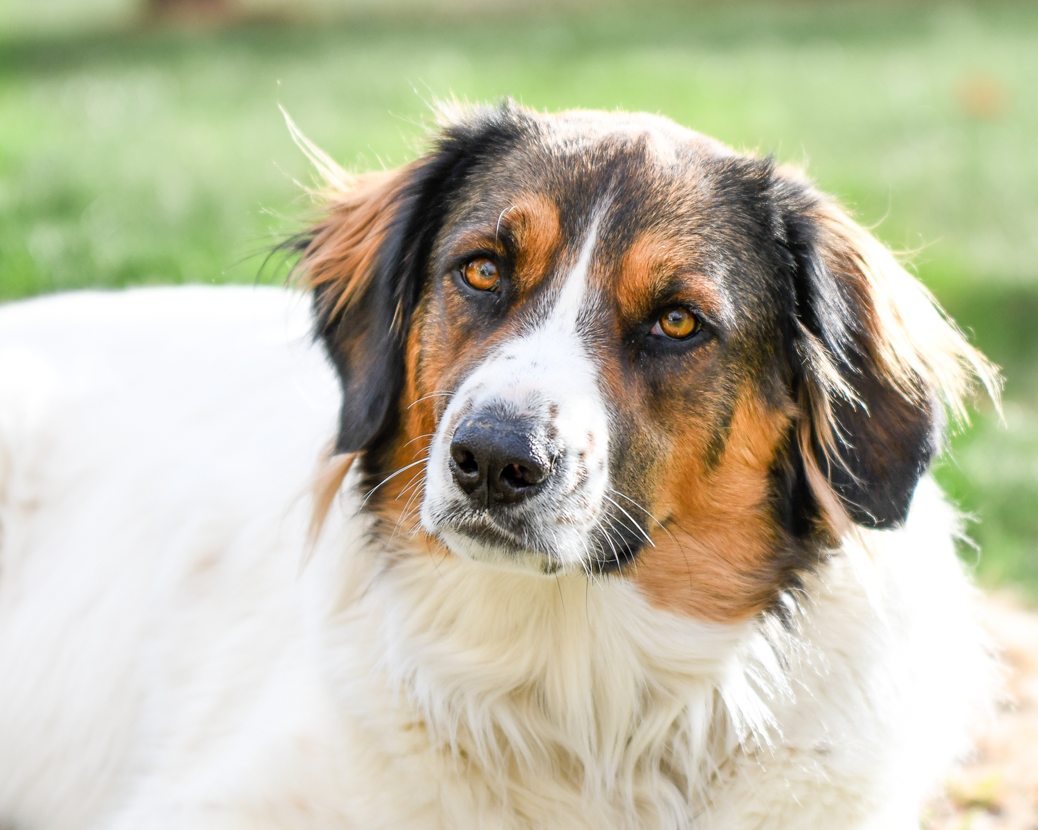 Pet Portrait Photo Session - Dashing Paws